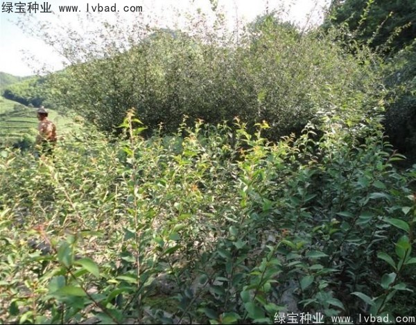 <a href='http://www.wuzhouwash.com/linmuzhongzi/1754.html' target='_blank'>垂絲海棠種子</a>