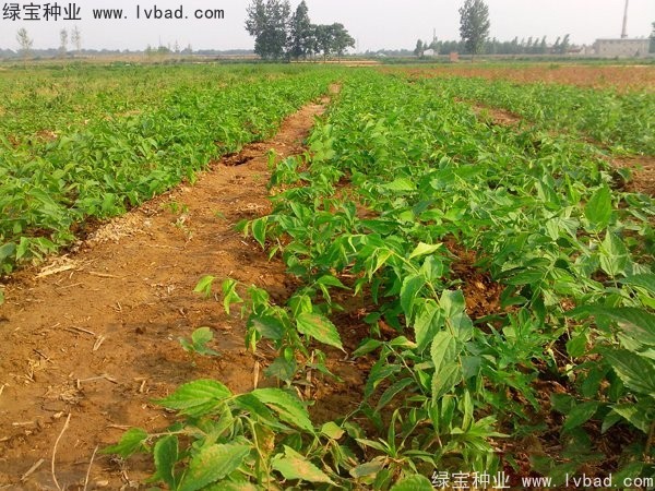 <a href='http://www.wuzhouwash.com/linmuzhongzi/1755.html' target='_blank'>樸樹(shù)種子</a>