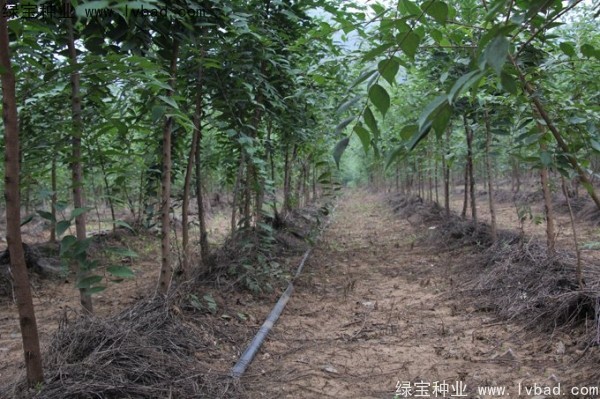 <a href='http://www.wuzhouwash.com/linmuzhongzi/1755.html' target='_blank'>樸樹(shù)種子</a>