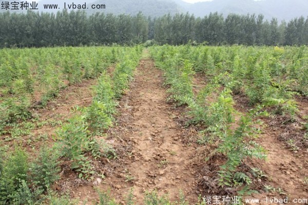 <a href='http://www.wuzhouwash.com/linmuzhongzi/1755.html' target='_blank'>樸樹(shù)</a><a href='http://www.wuzhouwash.com/' target='_blank'>種子</a>