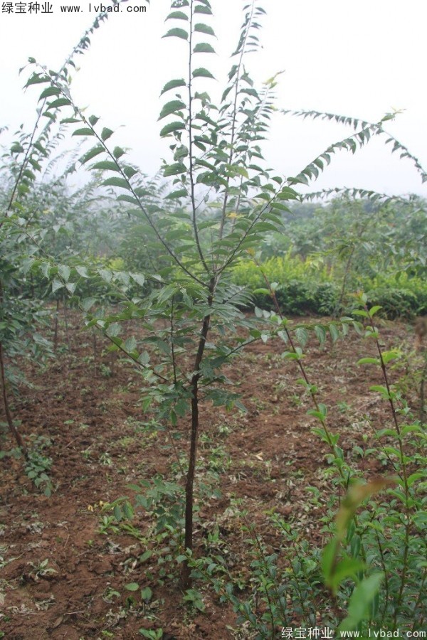 樸樹(shù)種子