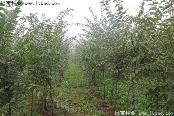 <a href='http://www.wuzhouwash.com/linmuzhongzi/1755.html' target='_blank'>樸樹(shù)種子</a>