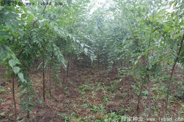 樸樹(shù)<a href='http://www.wuzhouwash.com/' target='_blank'>種子</a>