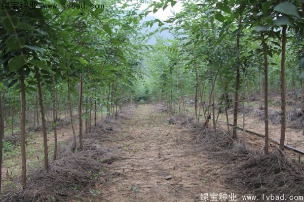 <a href='http://www.wuzhouwash.com/linmuzhongzi/1755.html' target='_blank'>樸樹(shù)</a><a href='http://www.wuzhouwash.com/' target='_blank'>種子</a>