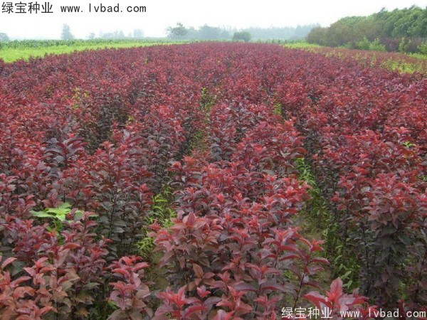 <a href='http://www.wuzhouwash.com/linmuzhongzi/1756.html' target='_blank'>紅葉李種子</a>