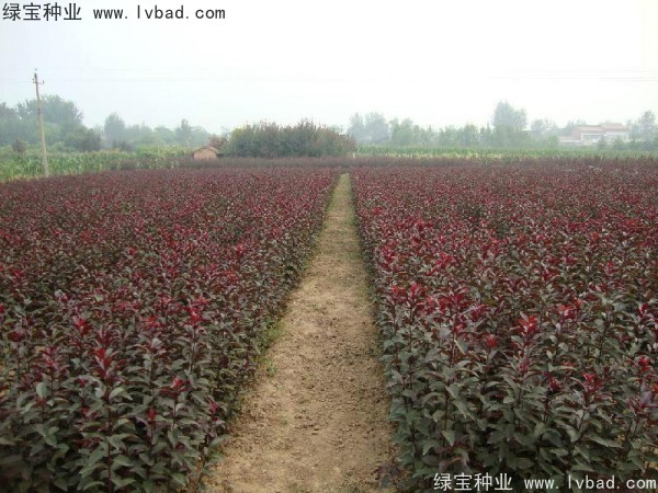 <a href='http://www.wuzhouwash.com/linmuzhongzi/1756.html' target='_blank'>紅葉李種子</a>