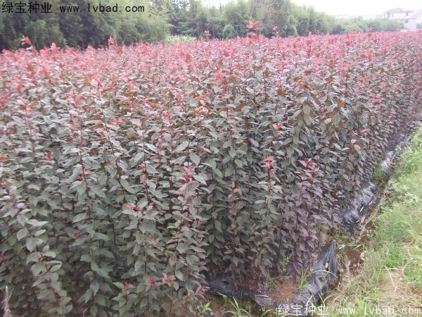 <a href='http://www.wuzhouwash.com/linmuzhongzi/1756.html' target='_blank'>紅葉李</a><a href='http://www.wuzhouwash.com/' target='_blank'>種子</a>