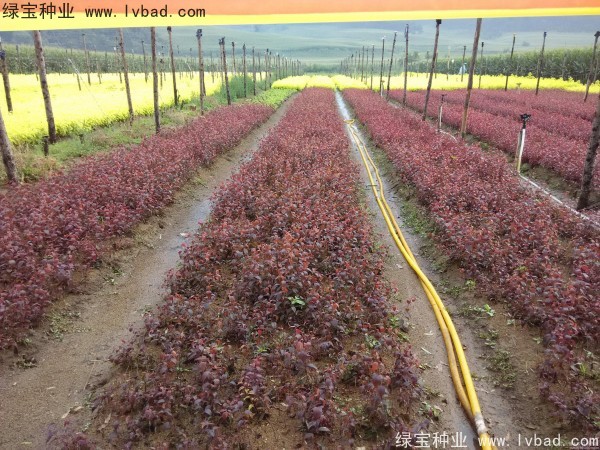 <a href='http://www.wuzhouwash.com/linmuzhongzi/1756.html' target='_blank'>紅葉李種子</a>