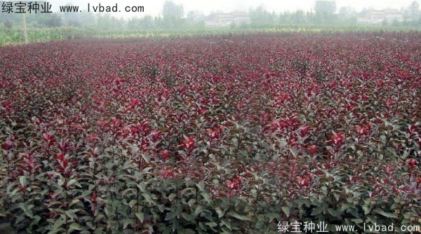 紅葉李<a href='http://www.wuzhouwash.com/' target='_blank'>種子</a>
