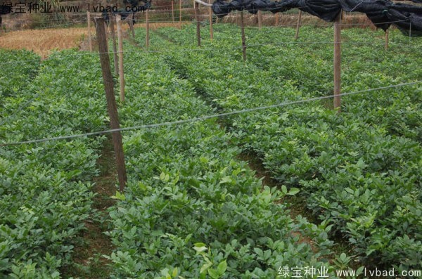 黃花梨<a href='http://www.wuzhouwash.com/' target='_blank'>種子</a>
