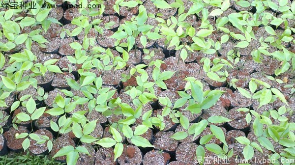 <a href='http://www.wuzhouwash.com/linmuzhongzi/1757.html' target='_blank'>黃花梨種子</a>
