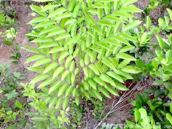 黃花梨種子