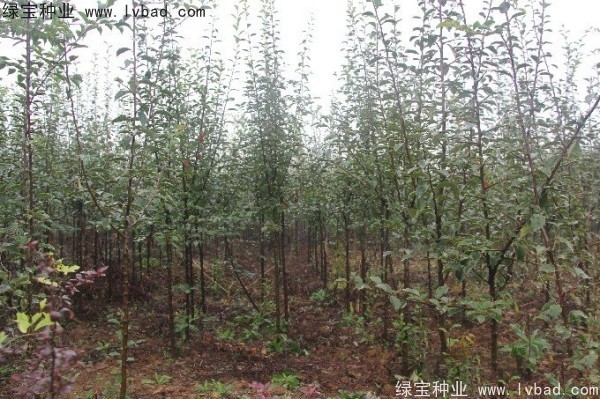 <a href='http://www.wuzhouwash.com/linmuzhongzi/1758.html' target='_blank'>木瓜樹(shù)種子</a>