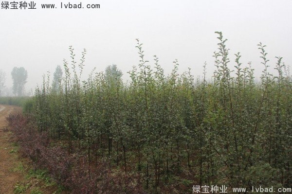 <a href='http://www.wuzhouwash.com/linmuzhongzi/1758.html' target='_blank'>木瓜樹(shù)種子</a>