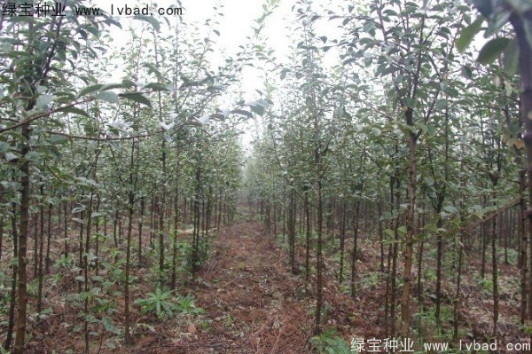 木瓜樹(shù)<a href='http://www.wuzhouwash.com/' target='_blank'>種子</a>