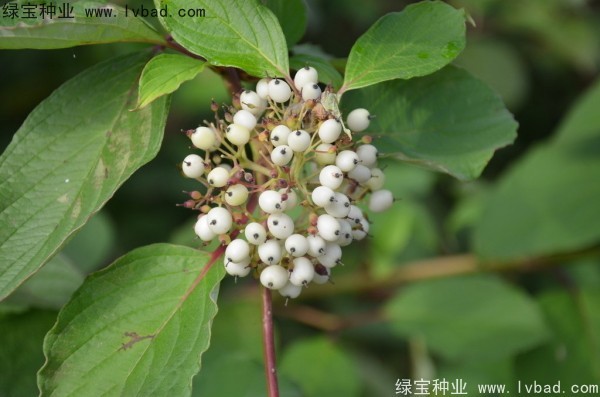 <a href='http://www.wuzhouwash.com/linmuzhongzi/1759.html' target='_blank'>紅瑞木</a><a href='http://www.wuzhouwash.com/' target='_blank'>種子</a>