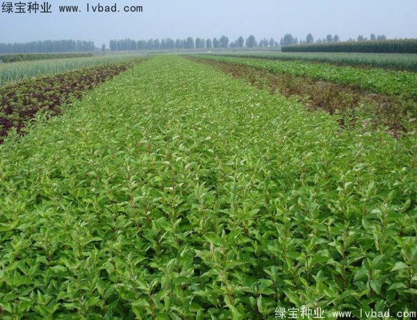 <a href='http://www.wuzhouwash.com/linmuzhongzi/1759.html' target='_blank'>紅瑞木種子</a>