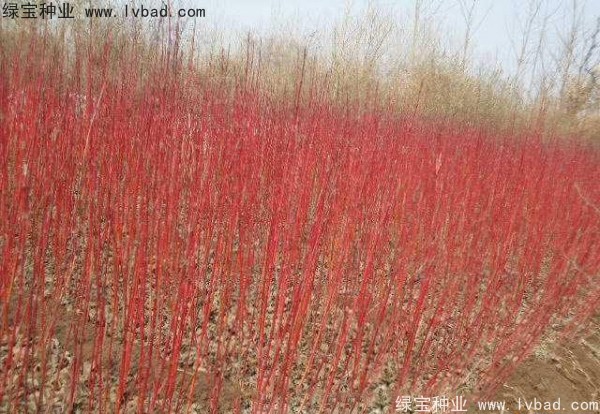 紅瑞木<a href='http://www.wuzhouwash.com/' target='_blank'>種子</a>