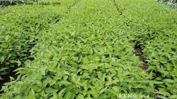 <a href='http://www.wuzhouwash.com/linmuzhongzi/1759.html' target='_blank'>紅瑞木種子</a>