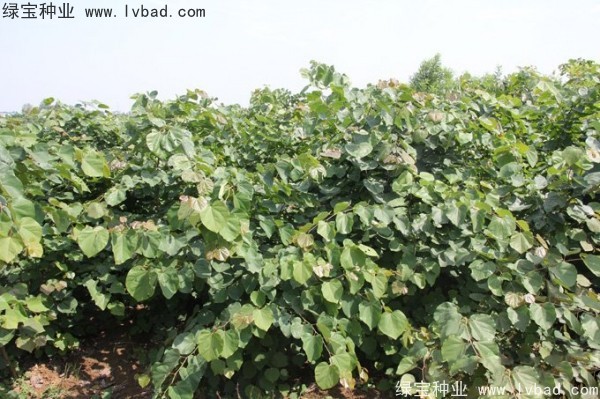 紫荊<a href='http://www.wuzhouwash.com/' target='_blank'>種子</a>