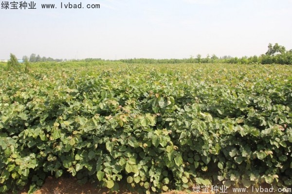 <a href='http://www.wuzhouwash.com/linmuzhongzi/1760.html' target='_blank'>紫荊種子</a>