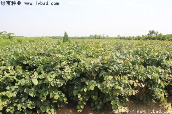 紫荊<a href='http://www.wuzhouwash.com/' target='_blank'>種子</a>