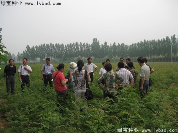 <a href='http://www.wuzhouwash.com/linmuzhongzi/1761.html' target='_blank'>黃連木種子</a>