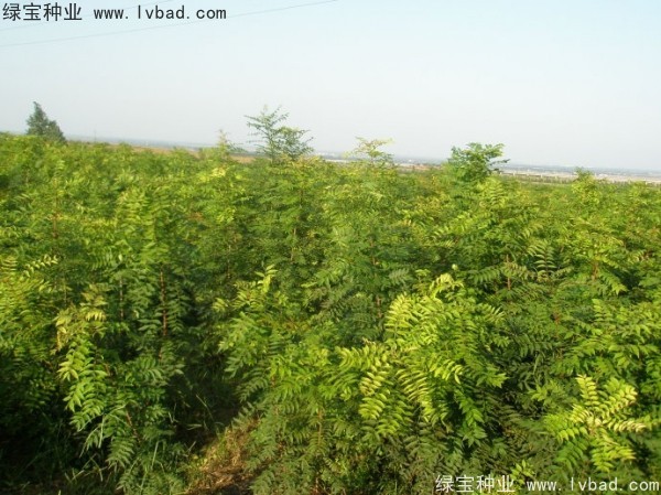 黃連木<a href='http://www.wuzhouwash.com/' target='_blank'>種子</a>