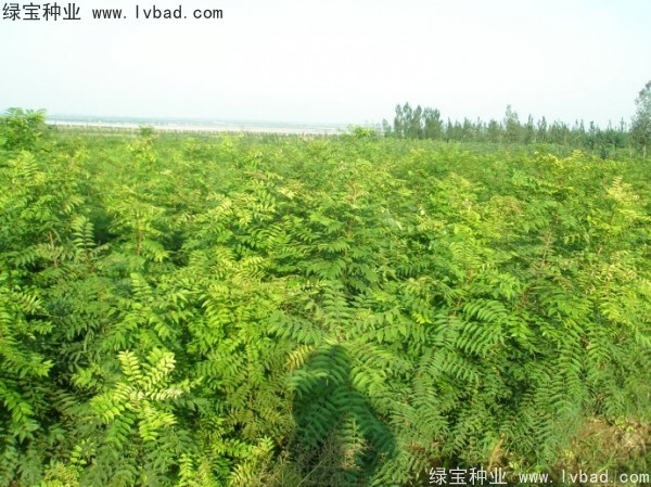 <a href='http://www.wuzhouwash.com/linmuzhongzi/1761.html' target='_blank'>黃連木種子</a>