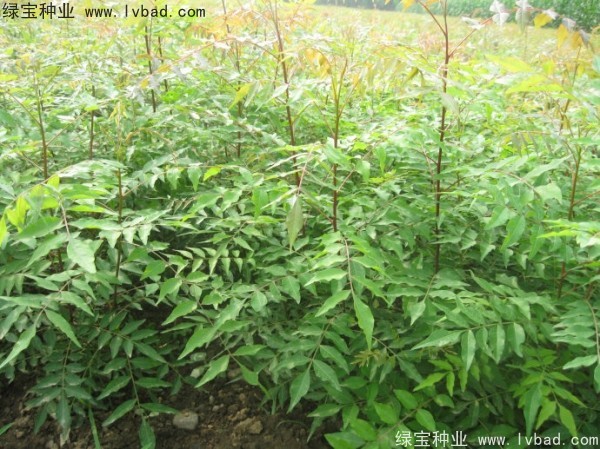 <a href='http://www.wuzhouwash.com/linmuzhongzi/1761.html' target='_blank'>黃連木</a><a href='http://www.wuzhouwash.com/' target='_blank'>種子</a>