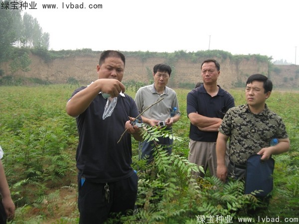 <a href='http://www.wuzhouwash.com/linmuzhongzi/1761.html' target='_blank'>黃連木種子</a>