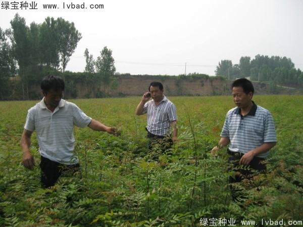 黃連木<a href='http://www.wuzhouwash.com/' target='_blank'>種子</a>