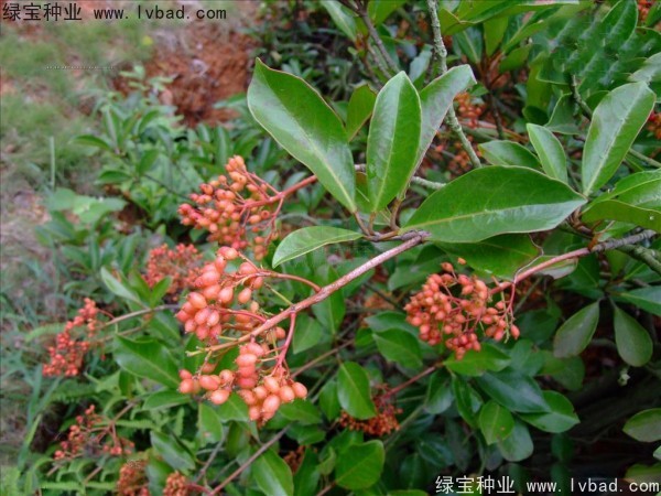 <a href='http://www.wuzhouwash.com/linmuzhongzi/1762.html' target='_blank'>紅果冬青種子</a>