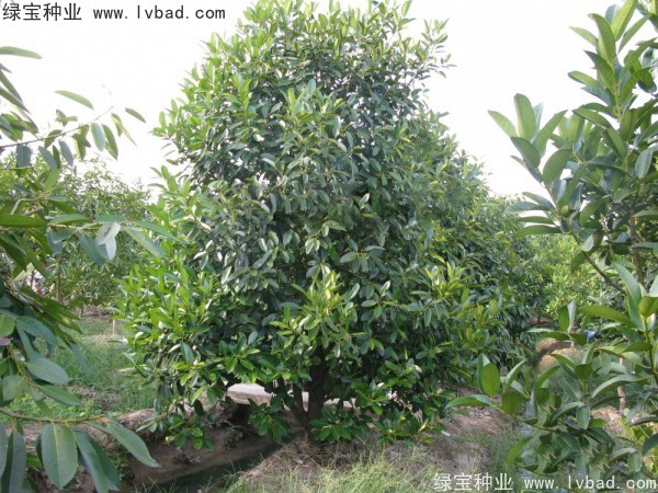 紅果冬青<a href='http://www.wuzhouwash.com/' target='_blank'>種子</a>