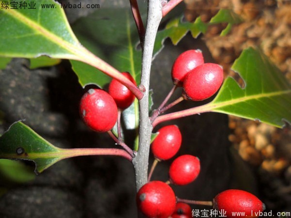 <a href='http://www.wuzhouwash.com/linmuzhongzi/1762.html' target='_blank'>紅果冬青</a><a href='http://www.wuzhouwash.com/' target='_blank'>種子</a>