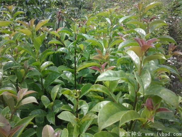 <a href='http://www.wuzhouwash.com/linmuzhongzi/1762.html' target='_blank'>紅果冬青種子</a>