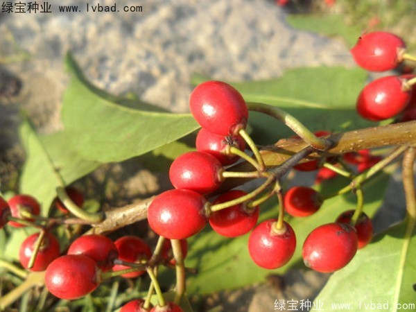 <a href='http://www.wuzhouwash.com/linmuzhongzi/1762.html' target='_blank'>紅果冬青種子</a>