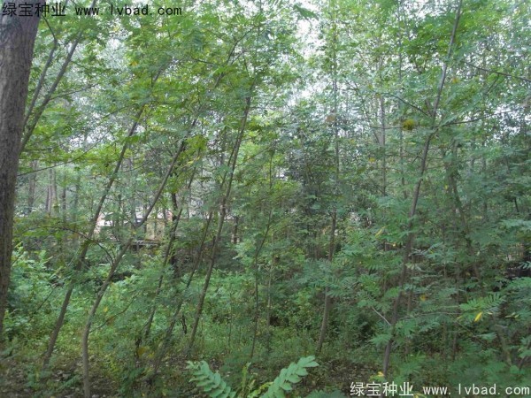 <a href='http://www.wuzhouwash.com/linmuzhongzi/1763.html' target='_blank'>楓楊種子</a>