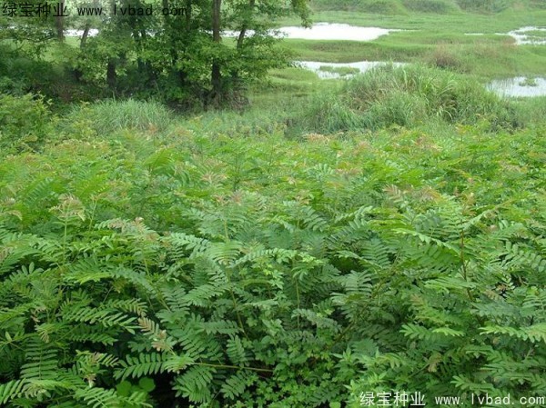 楓楊<a href='http://www.wuzhouwash.com/' target='_blank'>種子</a>