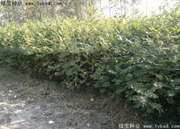 <a href='http://www.wuzhouwash.com/linmuzhongzi/1763.html' target='_blank'>楓楊種子</a>