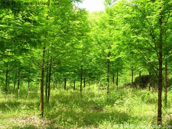 楓楊<a href='http://www.wuzhouwash.com/' target='_blank'>種子</a>
