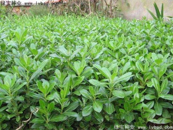 <a href='http://www.wuzhouwash.com/linmuzhongzi/1765.html' target='_blank'>海桐種子</a>