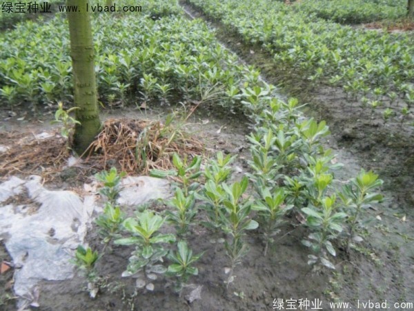 <a href='http://www.wuzhouwash.com/linmuzhongzi/1765.html' target='_blank'>海桐種子</a>