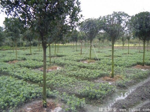 <a href='http://www.wuzhouwash.com/linmuzhongzi/1765.html' target='_blank'>海桐種子</a>