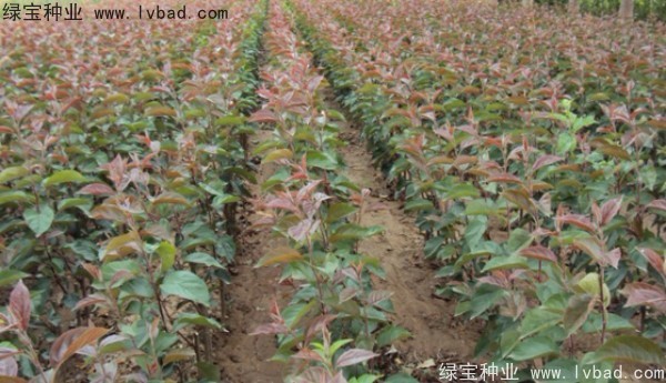 <a href='http://www.wuzhouwash.com/linmuzhongzi/1766.html' target='_blank'>海棠種子</a>