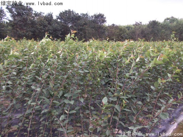 <a href='http://www.wuzhouwash.com/linmuzhongzi/1766.html' target='_blank'>海棠種子</a>
