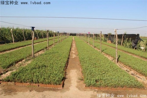 <a href='http://www.wuzhouwash.com/linmuzhongzi/1767.html' target='_blank'>檜柏種子</a>