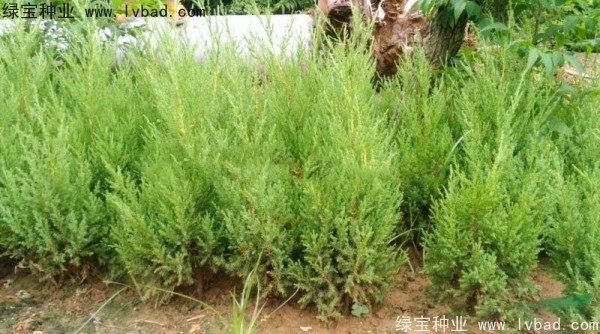 <a href='http://www.wuzhouwash.com/linmuzhongzi/1767.html' target='_blank'>檜柏種子</a>