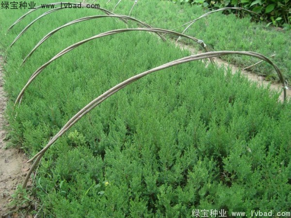 <a href='http://www.wuzhouwash.com/linmuzhongzi/1767.html' target='_blank'>檜柏</a><a href='http://www.wuzhouwash.com/' target='_blank'>種子</a>