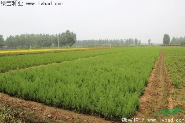 <a href='http://www.wuzhouwash.com/linmuzhongzi/1767.html' target='_blank'>檜柏</a><a href='http://www.wuzhouwash.com/' target='_blank'>種子</a>